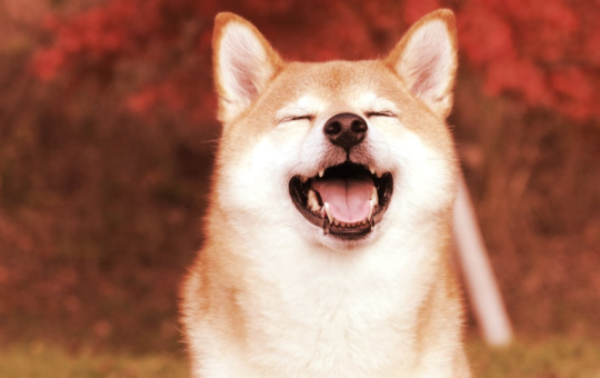 This Week in Coins: Bitcoin Barely Budges, But Render and SHIB Surge