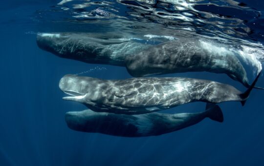 Tax Report Unveils Hundreds of South Korean Crypto Whales