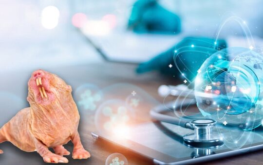 VitaDAO Launches Biotech Firm to Fight Aging With Naked Mole-Rats