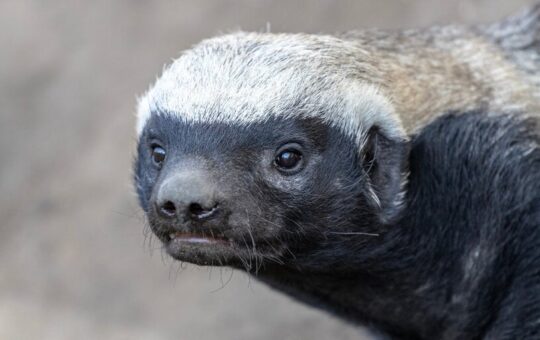 Early Bitcoin Ordinals Art Sells for Record $450,000