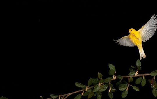 Canary Capital’s McClurg Sees Bitcoin Soaring to $150K Before Inevitable Downturn