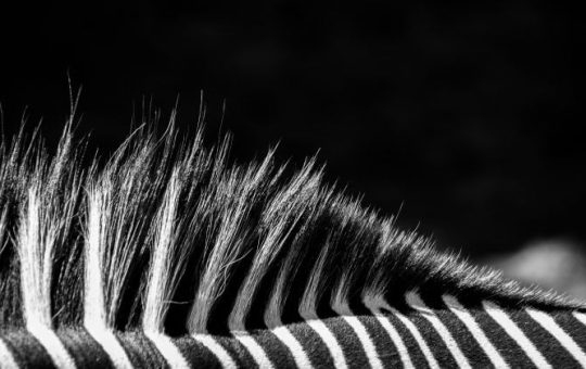 Juventus owner rejects acquisition offer from Tether