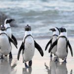 Pudgy Penguins Secures Las Vegas Sphere Spot After Dogwifhat Campaign Fails